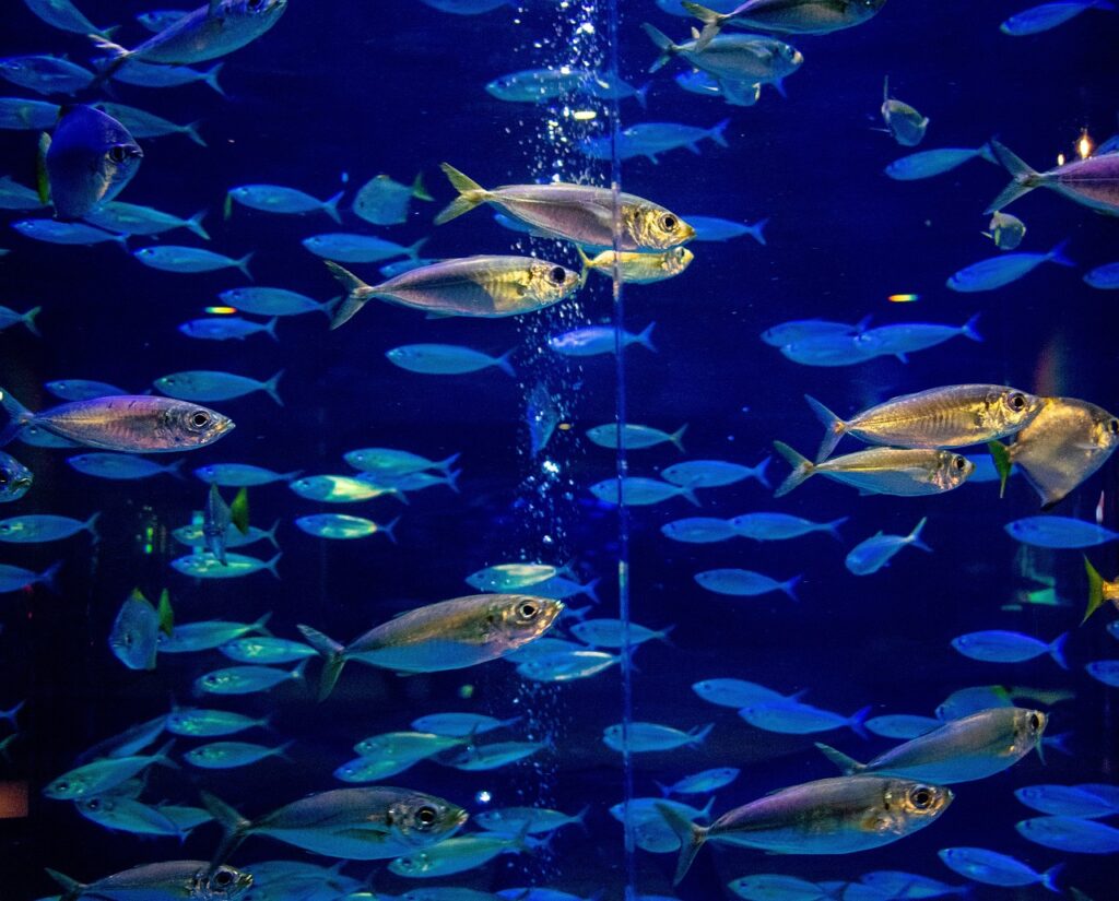 Il ristorante sottomarino dove mangi circondato dai pesci: un’esperienza unica