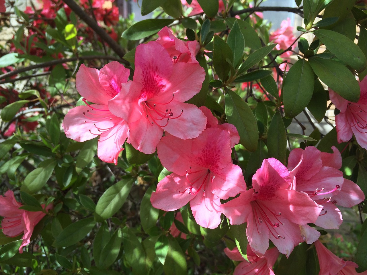 Azalee in fiore con petali colorati, simbolo di bellezza e cura del giardino.