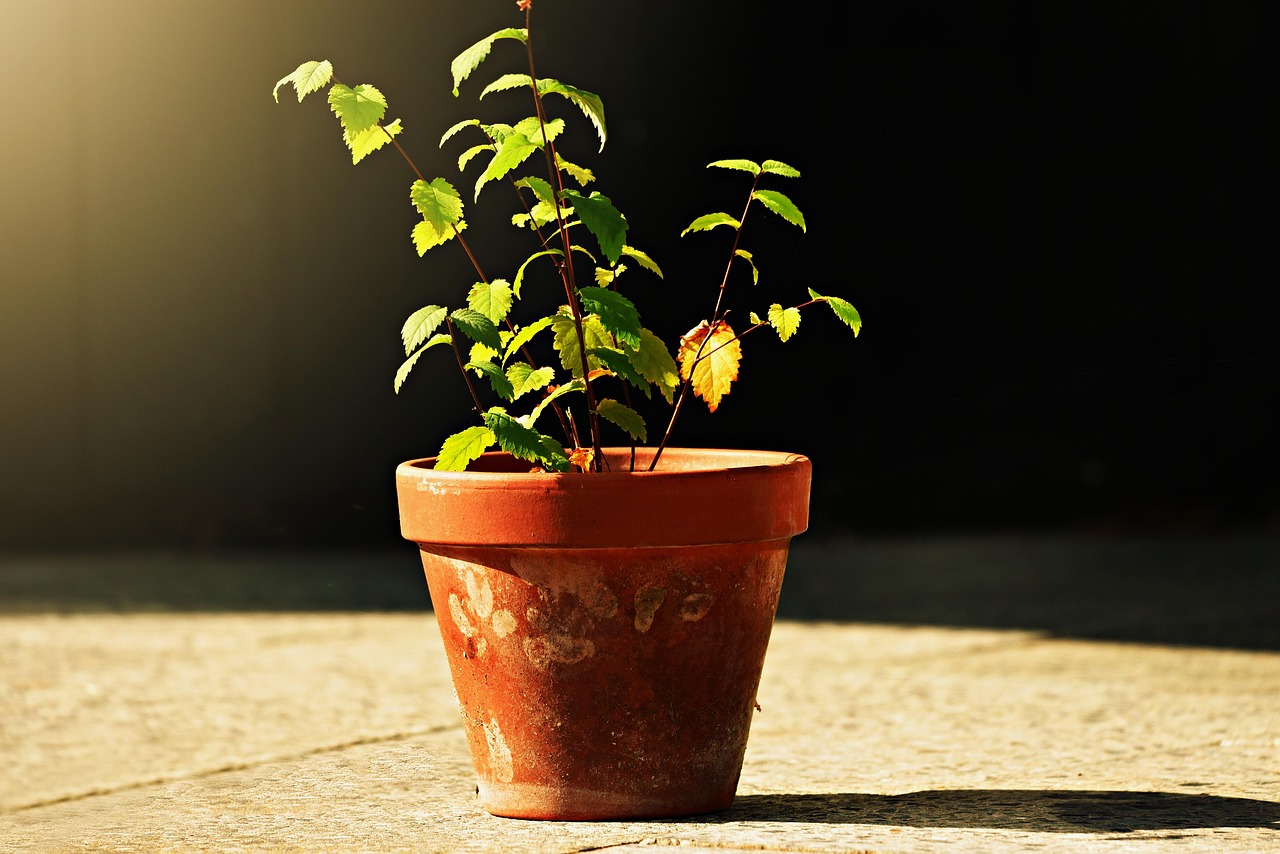 Bicarbonato di sodio in un vaso, utile per la cura delle piante.