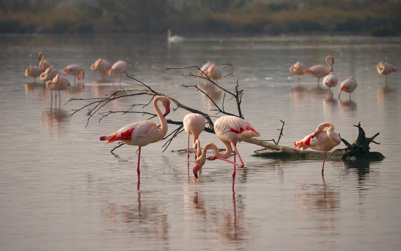 Uccelli in volo sopra un parco italiano, ideale per il birdwatching e l'osservazione della fauna selvatica.