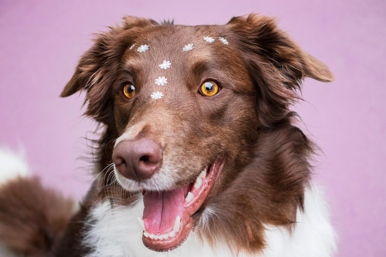 Cane con pelo a chiazze, evidenziando il problema della perdita di pelo e le possibili cause.