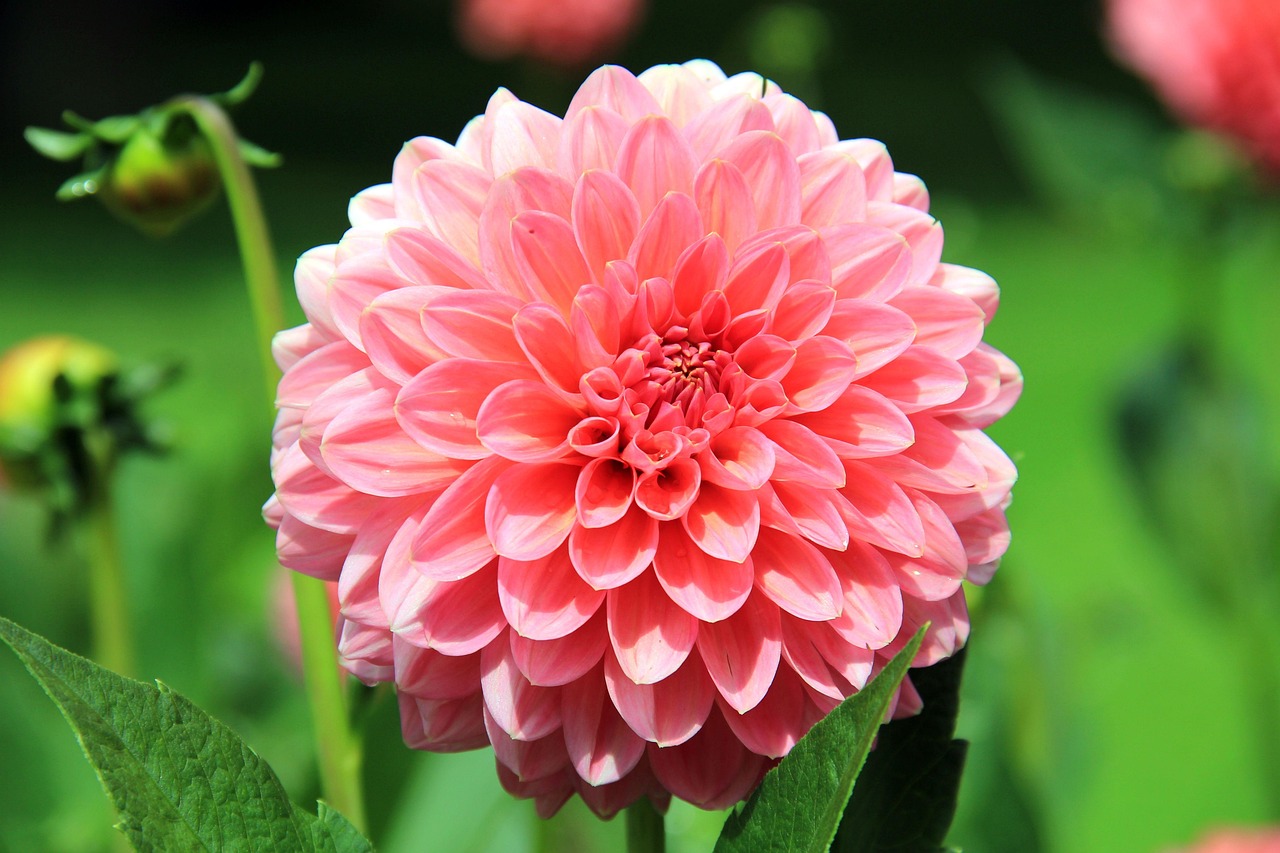 Dalie in fiore nel giardino, con suggerimenti per piantarle e ottenere fiori enormi.