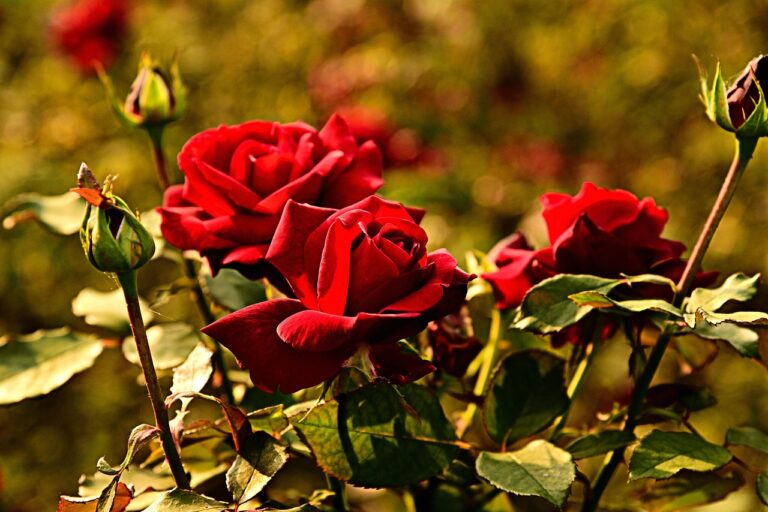 Il trucco della nonna per rose sempre rigogliose: ecco cosa mettere nel terreno