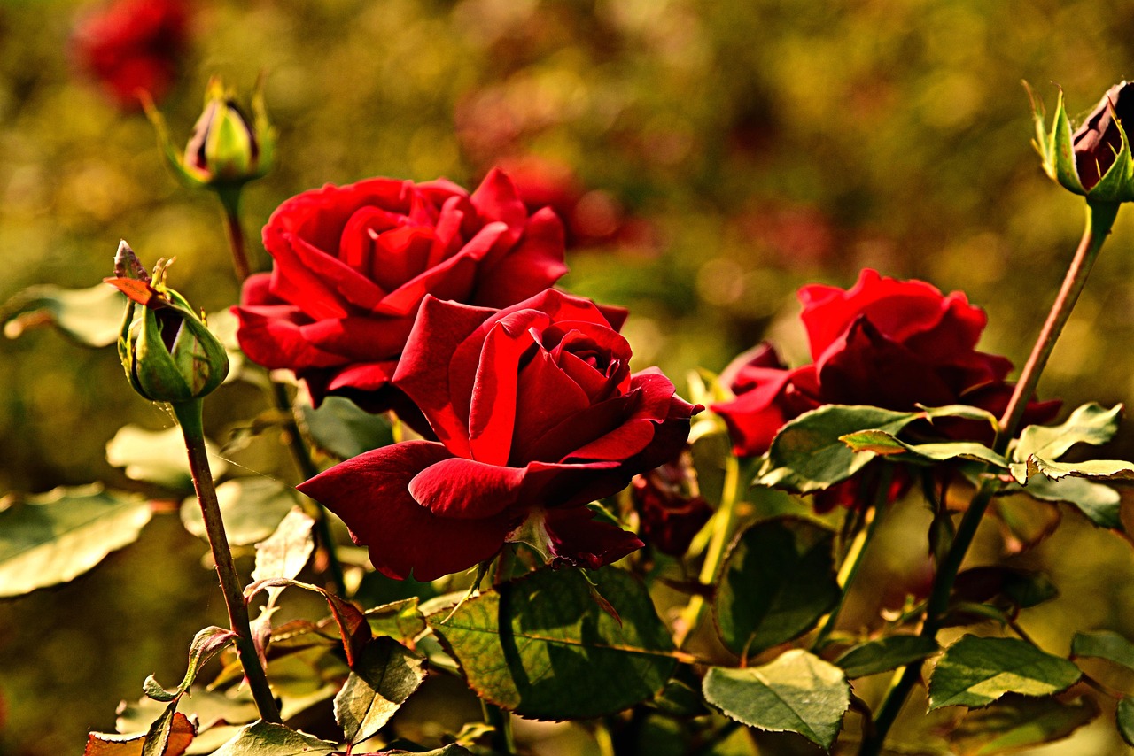 Terreno fertile con compost e ingredienti naturali per coltivare rose rigogliose.