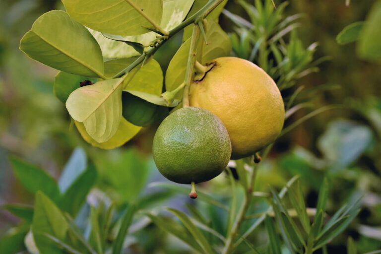Mai potare il limone così: ecco come farlo produrre il doppio dei frutti
