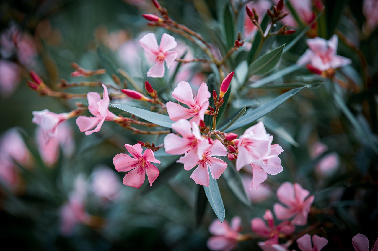 Cinque piante fiorite tutto l'anno in un giardino colorato e rigoglioso.