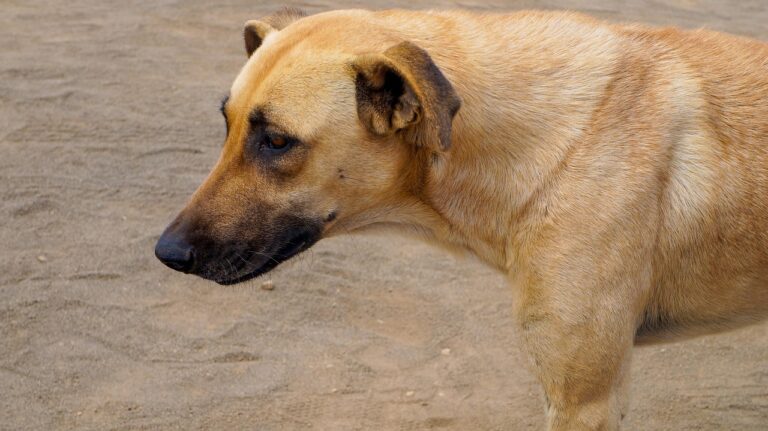 Sterilizzazione del cane: ecco quando farla e cosa cambia nel comportamento