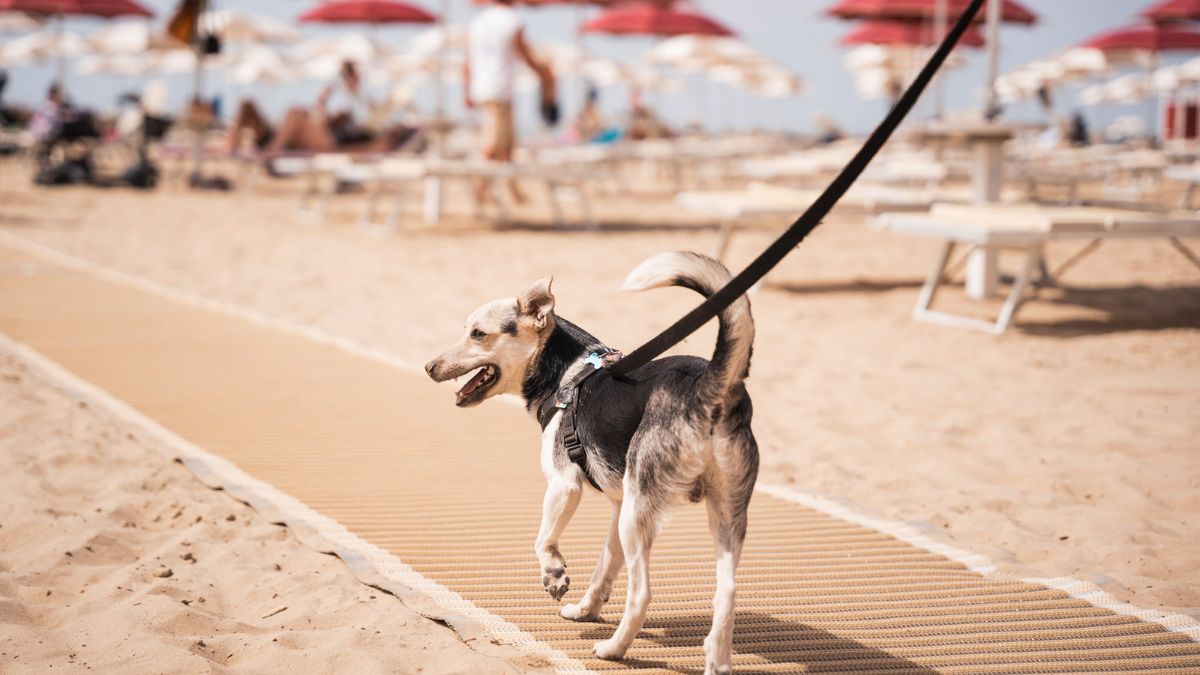 Cane felice che gioca sulla spiaggia, circondato da sabbia e mare in una località dog-friendly in Italia.