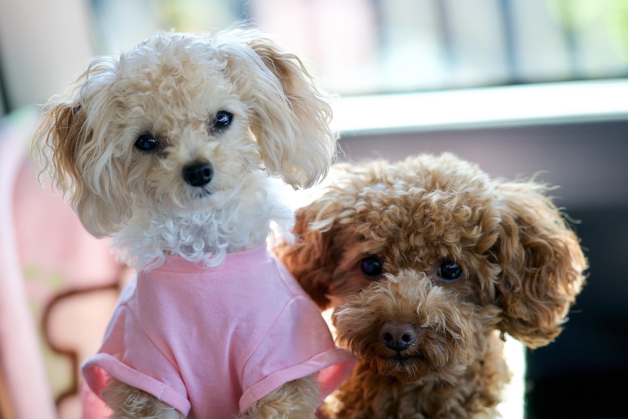 Cane di piccola taglia sdraiato su un divano, ideale per la vita in appartamento.